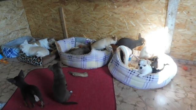 #ЧИХУА ВЫБОР КОРМА#ЩЕНОК ЗДОРОВ ?#ВЫБОР ПОКУПКА ЩЕНКА#СУХОЙ КОРМ КАКОЙ ВЫБРАТЬ#МАРИМИСТИКПИТОМНИКРК смотреть онлайн