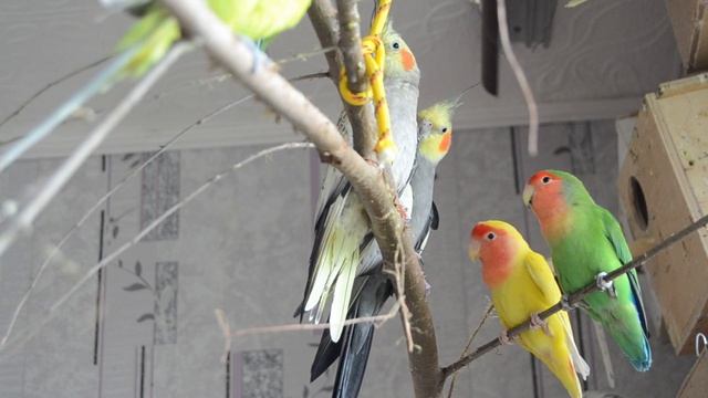 Неразлучники, волнистые попугаи, кореллы. Как дела, какие сложности. смотреть онлайн