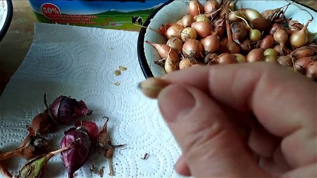 Готовим лук севок к посадке осенью смотреть онлайн