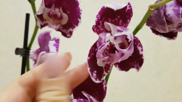 НЕРЕАЛЬНАЯ орхидея БАБОЧКА Новинка по почте орхидеи почтой ШИКАРНАЯ orchid orchids смотреть онлайн