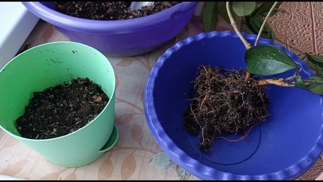 ХОЙЯ МЯСИСТАЯ. ПЕРЕСАДКА ВЗРОСЛОГО РАСТЕНИЯ С ПОЛНОЙ ЗАМЕНОЙ ГРУНТА И УХОД смотреть онлайн