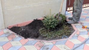 ЕЛЬ КЕЙБАБ / Kaibab / Украшаем двор маленькой ёлкой