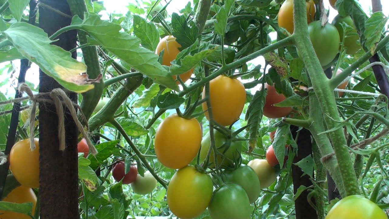 20 кг с куста Сорт томата, который я выращиваю каждый год смотреть онлайн