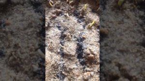 СТАТИЦА!правильный посев и дружные всходы!100%РЕЗУЛЬТАТ?