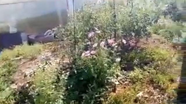 Влог мама красит на крыше/помогаем тёти/проблемы с печкой в бане/бочка