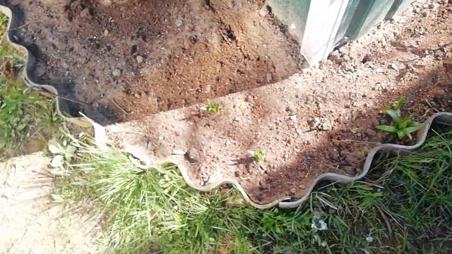 Солнечный воскресный день. ? Первые цветы. ? Розы наращивают листву. ? смотреть онлайн