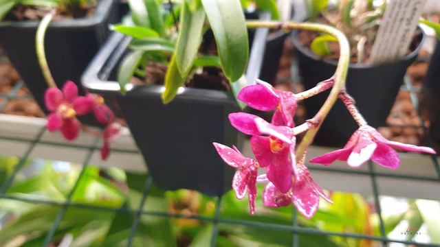 Mes orchidées sarcochilus 🌸 смотреть онлайн