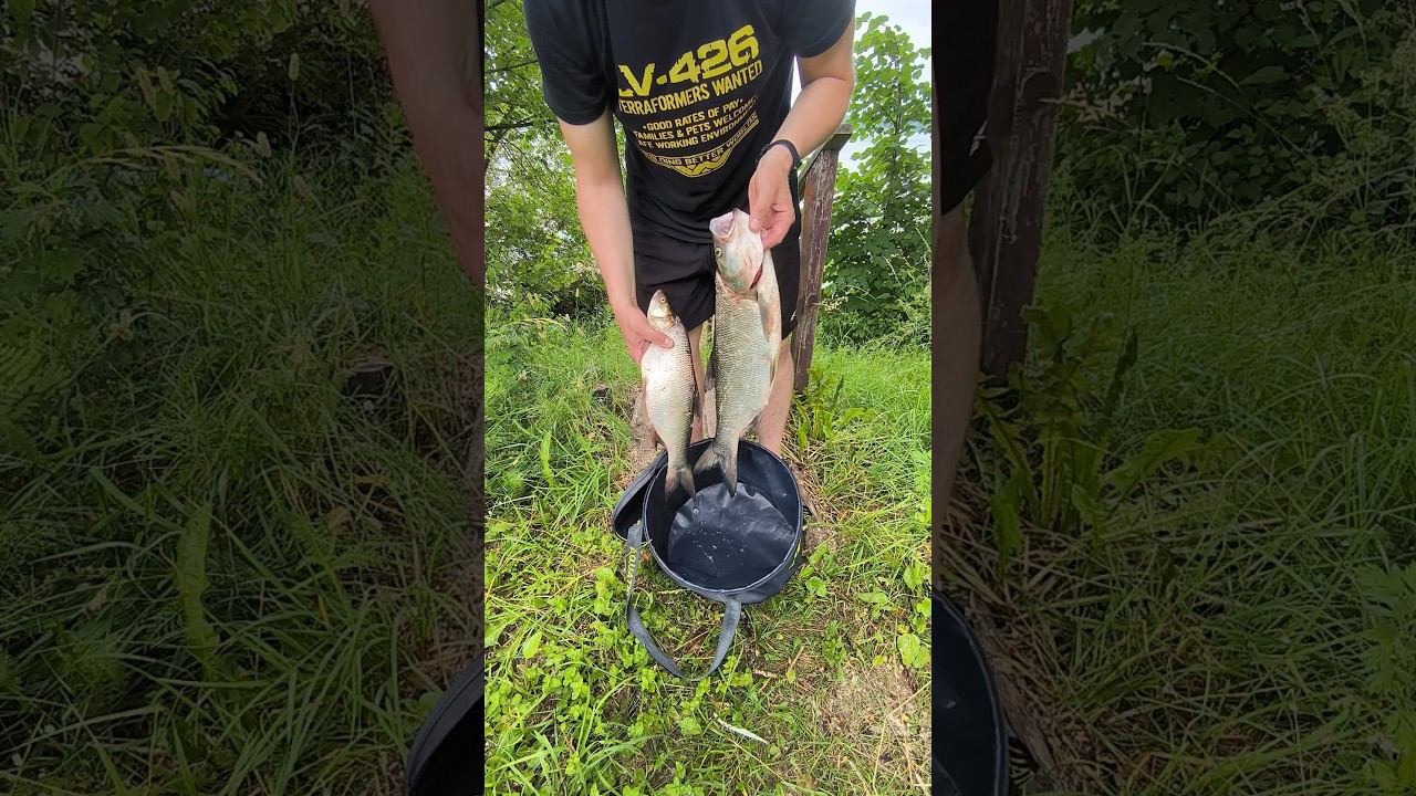 Рыбалка на спиннинг.Рыбалка на жереха. #shortvideo #fishing #рыбалка #fishingvideo #спиннинг #жерех смотреть онлайн