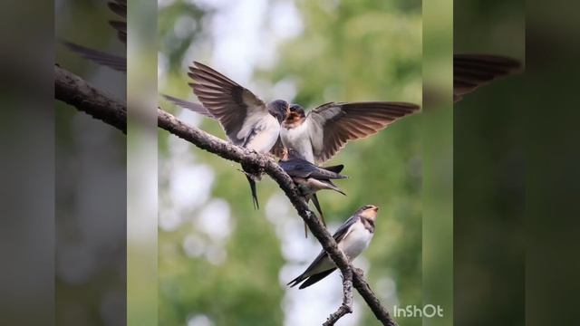 Ласточки . Аполлон Николаевич Майков. 5кл ( в красивом исполнении) смотреть онлайн