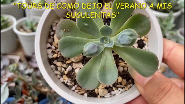 #92 TOURS DE COMO DEJO EL VERANO A MIS SUCULENTAS смотреть онлайн