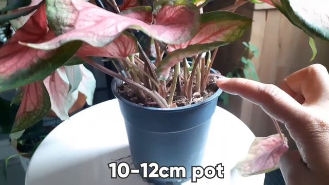 HOW I TAKE CARE MY CALADIUM: NEW PLANT CARE TIPS || PINAYsaUK
