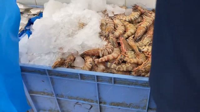 Рыбный рынок в Эмирате Аджман. UAE. Ajman. Fish market смотреть онлайн