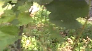 Виноградник Акованцева Михаила,  01,09,-23 года!