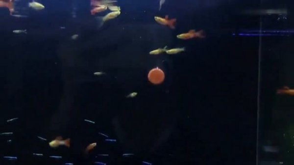 Пецилия Эндлера (Poecilia wingei)