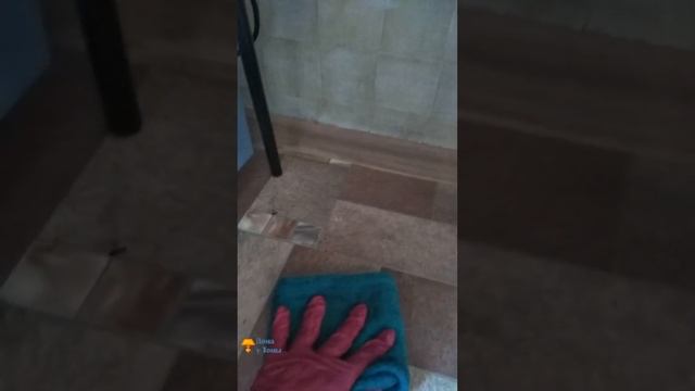 Чем отмыть подсолнечное масло с пола, когда большая бутыль хранится на кухне смотреть онлайн