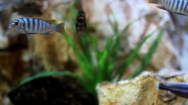 Relaxing sleep music with piano accompaniment. Расслабляющая музыка для сна - фортепиано. смотреть онлайн