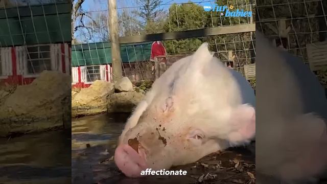 Man thought he was adopting ‘micro-pig’ but now has 600 pound pig in his house l GMA смотреть онлайн