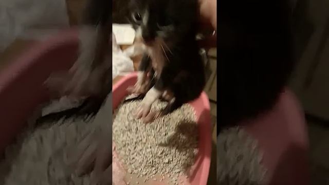 Сос! Новорожденный котенок плачет! Нужен корм! Петербург. Приют смотреть онлайн