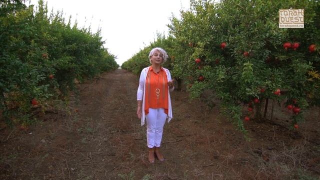 Рош А Шана (Rosh Hashana) - Еврейский новый год смотреть онлайн