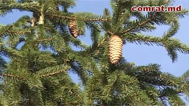 В мун. Комрат нарядили новогоднюю елку смотреть онлайн