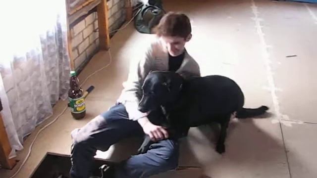 Лабладор и хозяин смотреть онлайн