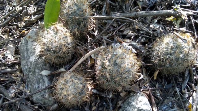 Catus Mammillaria prolifera смотреть онлайн