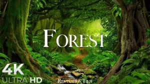 Forest 4K Nature Relaxation Film ｜ Relaxing Music ｜ Nature Sounds of Jungle, Rainforest-r_fkheMq2wk