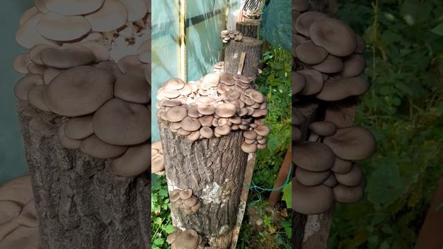 pleurotus ostreatus(păstrăvul de fag) смотреть онлайн