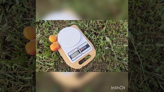 Абрикос "Харкот" (Harcot). смотреть онлайн