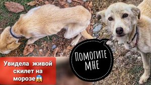 Что же стало с щенками на морозе? и Кого я увидела послеОчередной живой скилет
