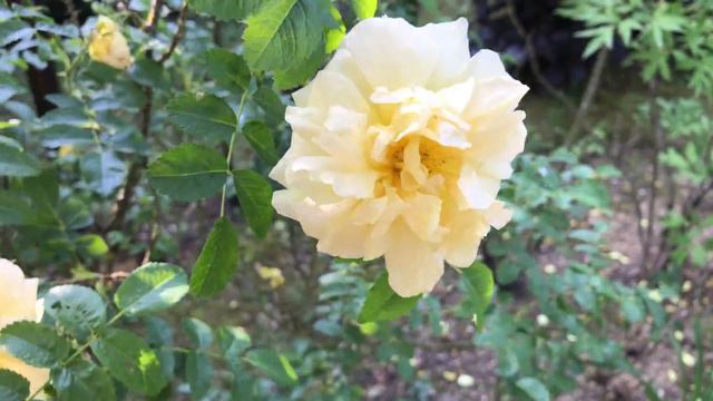 Rosier ancien Portland 'Agnès' La fragrance qui caresse. смотреть онлайн