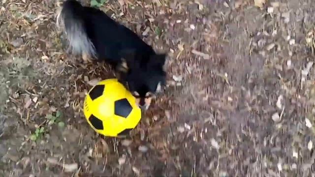 #Футбол#картошка#Белая гора2020 смотреть онлайн