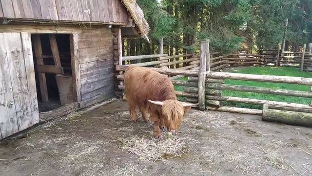 Хайленд. Шотландська корова у вольєрі. Красива корова з рогами. Корова ? червоного кольору. смотреть онлайн