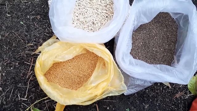Избавляемся от Проволочника и личинок Хруща в почве смотреть онлайн