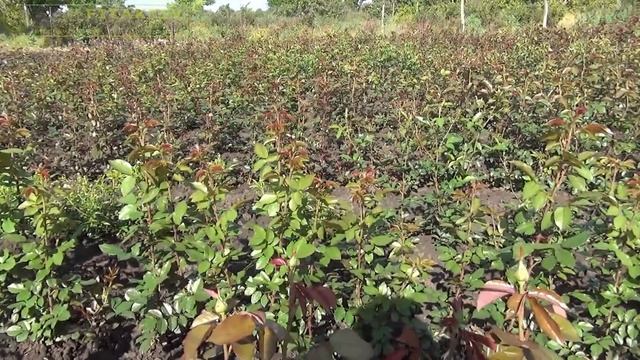 Фитактив Флора активатор цветения для роз и не только! смотреть онлайн