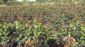 Фитактив Флора активатор цветения для роз и не только!