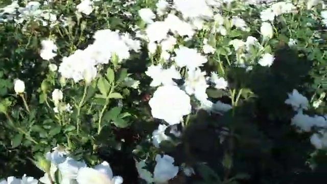 Rose Moon Dance.mov смотреть онлайн