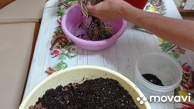 Комнатные цветы.Антуриум. Пересадка антуриума с делением кустика. смотреть онлайн