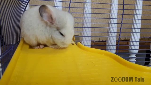 САХАРНЫЙ ПОССУМ И ШИНШИЛЛЫ / Как мы с Катей познакомились. смотреть онлайн