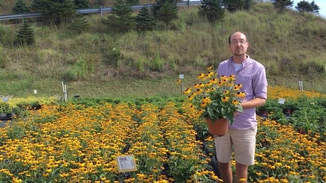 Riverbend Nursery Plant Premiere Week 37-Rudbeckia 'Goldsturm' 10 inch смотреть онлайн