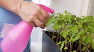 10 самых важных правил для выращивания рассады овощей. Дачные советы и рекомендации огородника