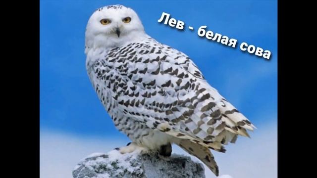 Какое ты белое животное по знаку зодиака смотреть онлайн