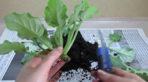 КАК ПЕРЕУКОРЕНИТЬ ФИАЛКУ! УКОРЕНЕНИЕ ГОЛОВЫ ФИАЛКИ!