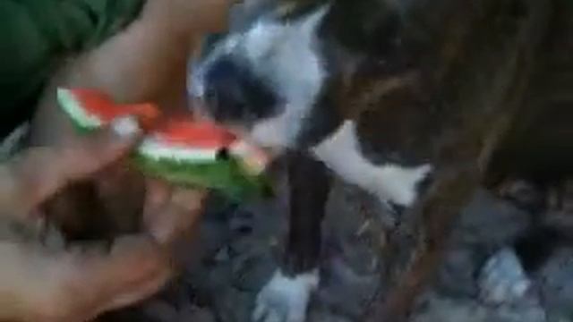 Как правильно есть арбуз смотреть онлайн