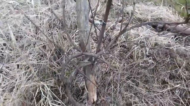 ?ИЗАБЕЛЛА виноград в моём саду!/ Весенние работы./серые будни. 20.04.18 смотреть онлайн