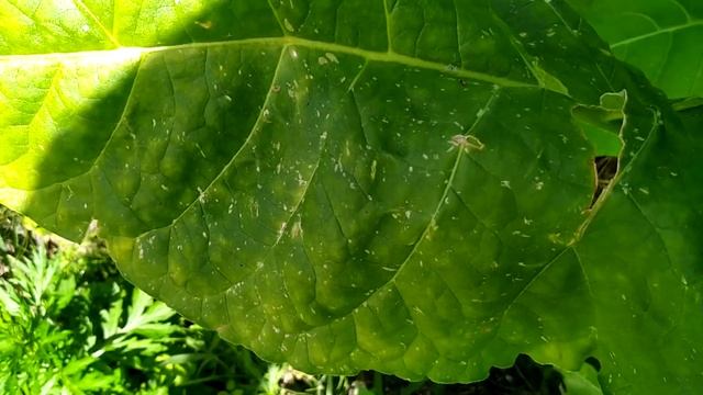 Гавана 142 спелый лист