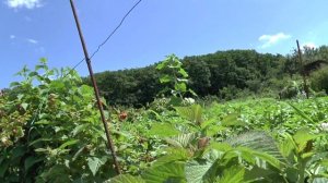 Малина штамбовая Сказка!