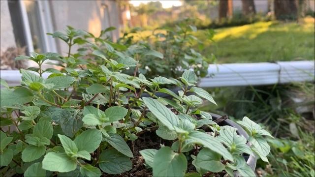 Mentha Arvensis Shaking With The Wind ( Pastorale - Joel Cummins) смотреть онлайн