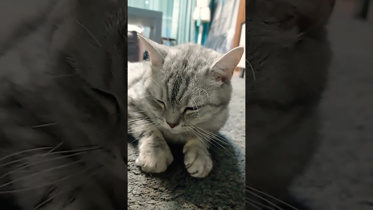 Котенок или деньги? #Shorts смотреть онлайн