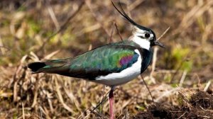 Красивое пение чибиса